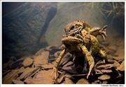 Frogs mating 1